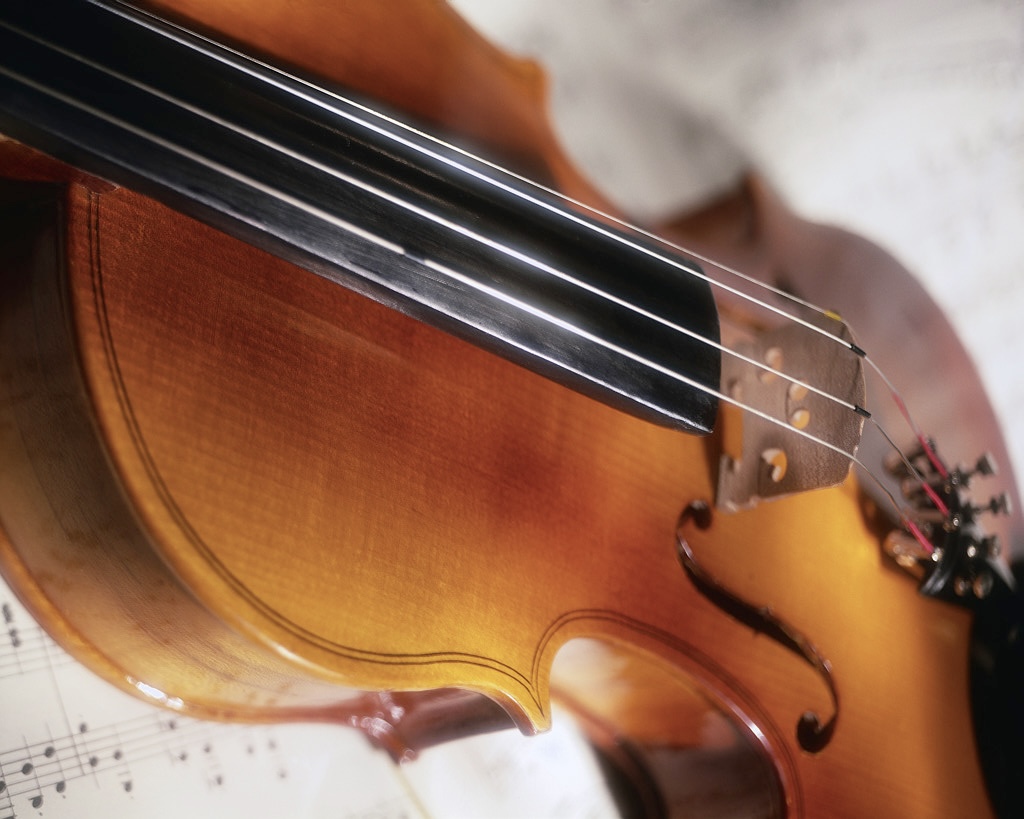 Fiddle body illustration